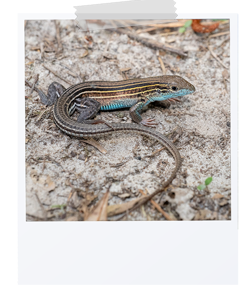 picture of a six lined race runner